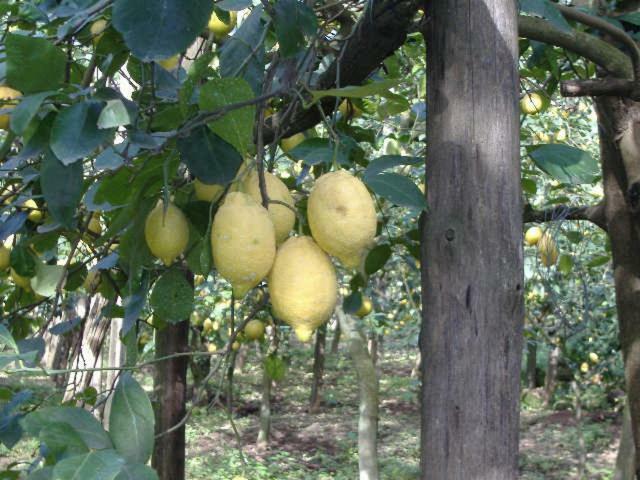 Azienda Agricola Veniero Пьяно-ди-Сорренто Экстерьер фото